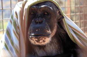 Negra at Chimpanzee Sanctuary Northwest